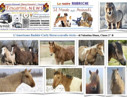 L’Americano Bashkir Curly Horse o cavallo riccio.