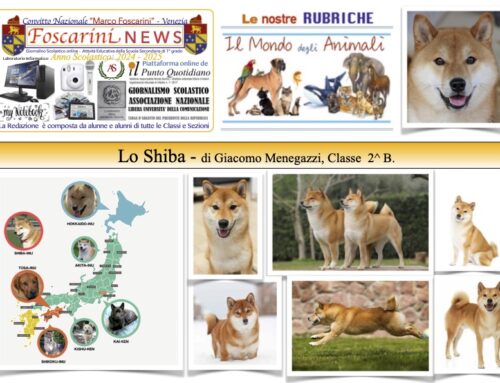 Lo Shiba