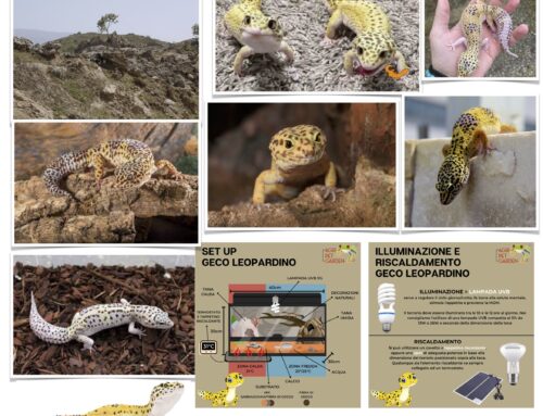 Il Geco Leopardino