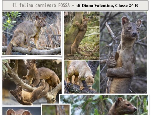 Il felino carnivoro ‘FOSSA’