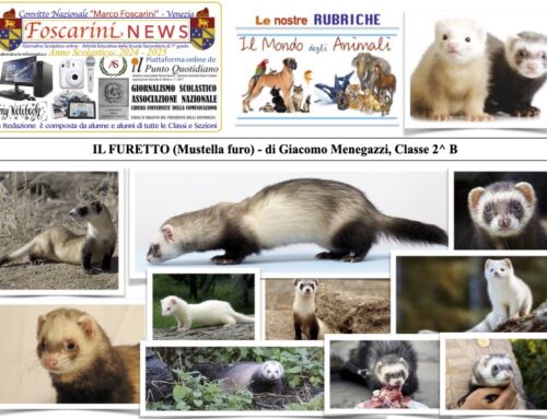 IL FURETTO (Mustella furo)