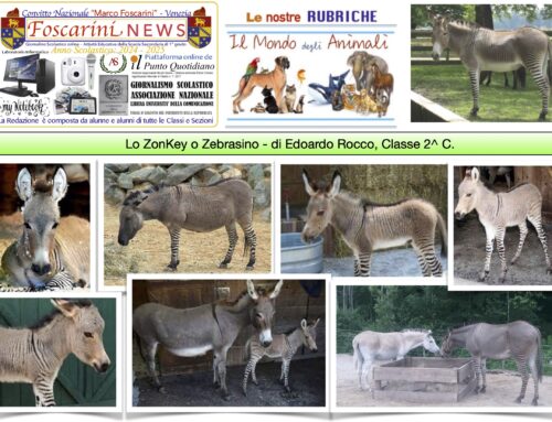 Lo ZonKey o Zebrasino