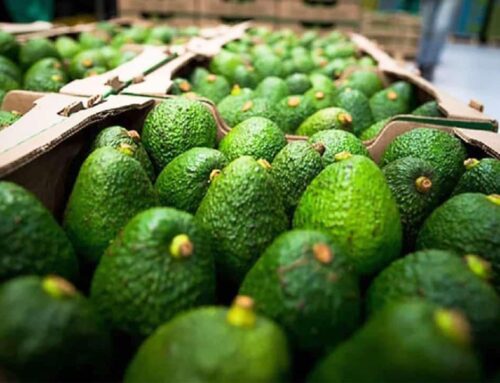 L’Avocado che prosciuga il Cile