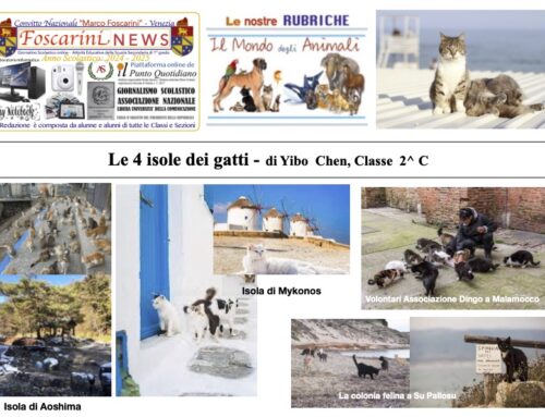 Le 4 isole dei gatti