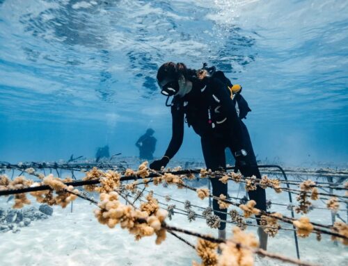 Coral gardening, arma per salvare i reef