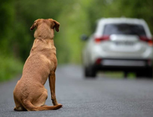 Animali abbandonati: una crudeltà infinita