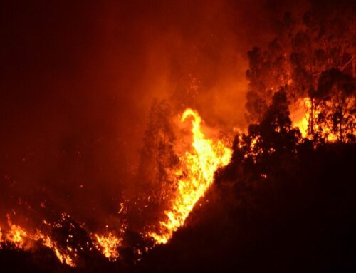 Sicilia, giovani volontari contro gli incendi