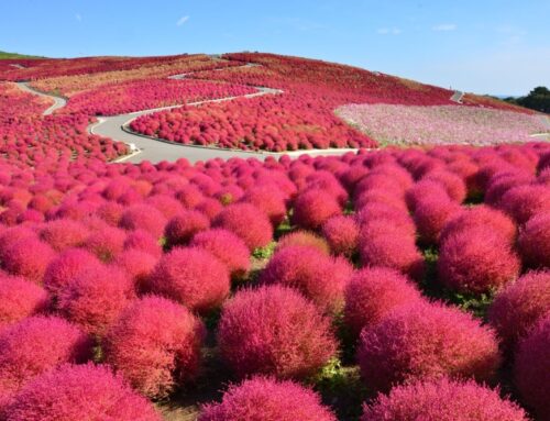 Hitachi Seaside Park, spettacolo in Giappone